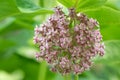 Common milkweed Asclepias syriaca, an umbellate cyme of pink flowers